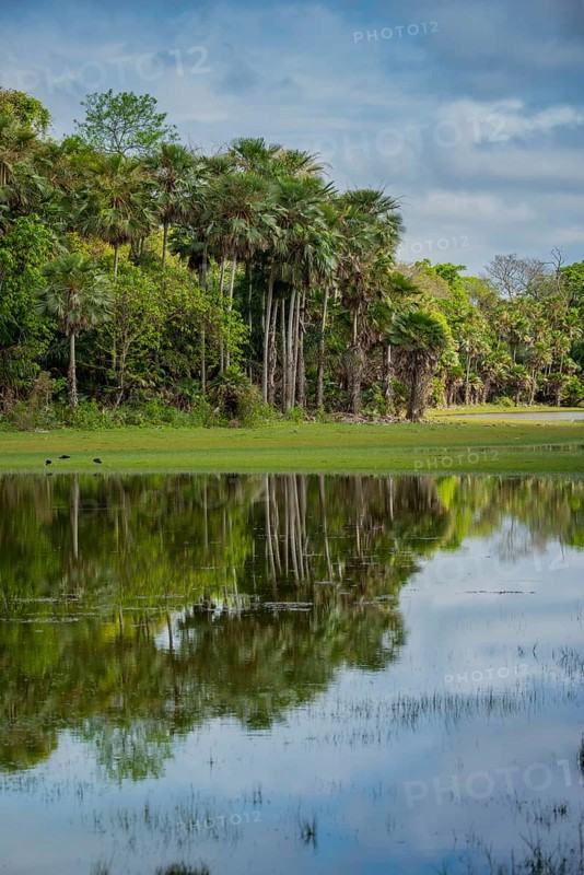 River landscape with palm trees at the Rio Negro