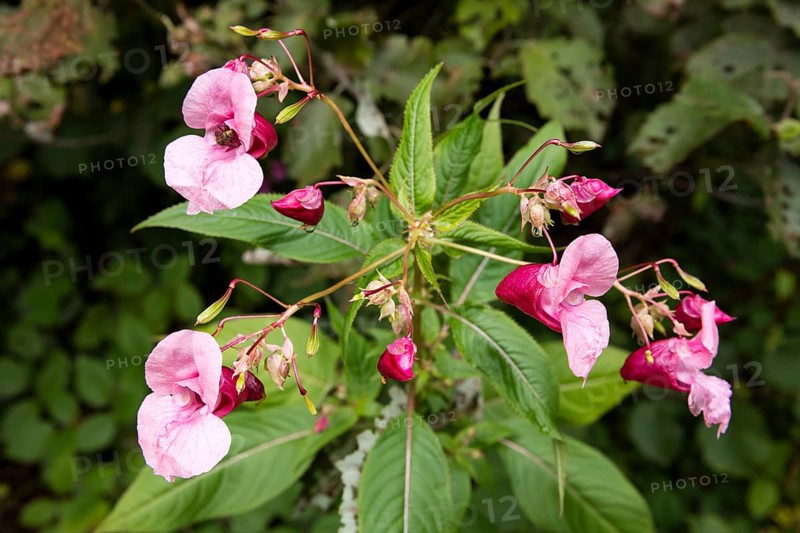 Himalayan balsam
