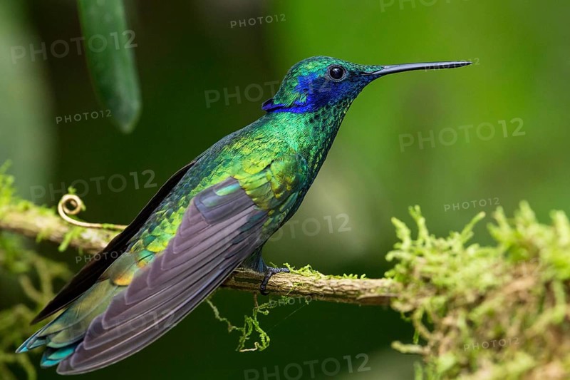 Sparkling violetear