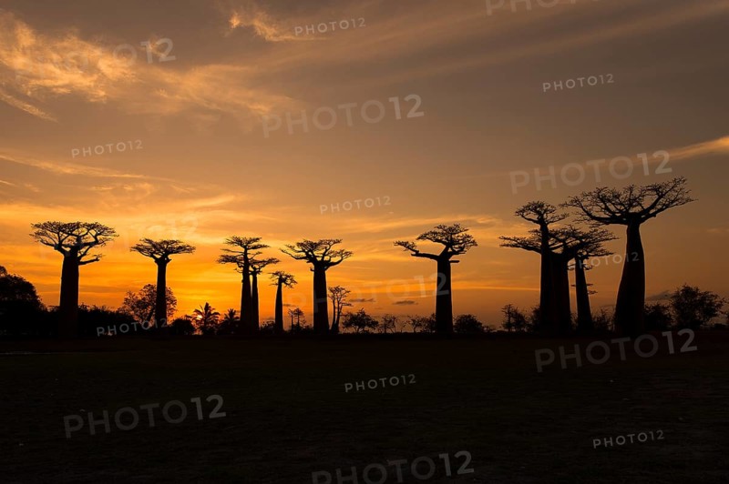 Fony baobab
