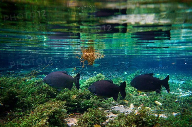 Pacu