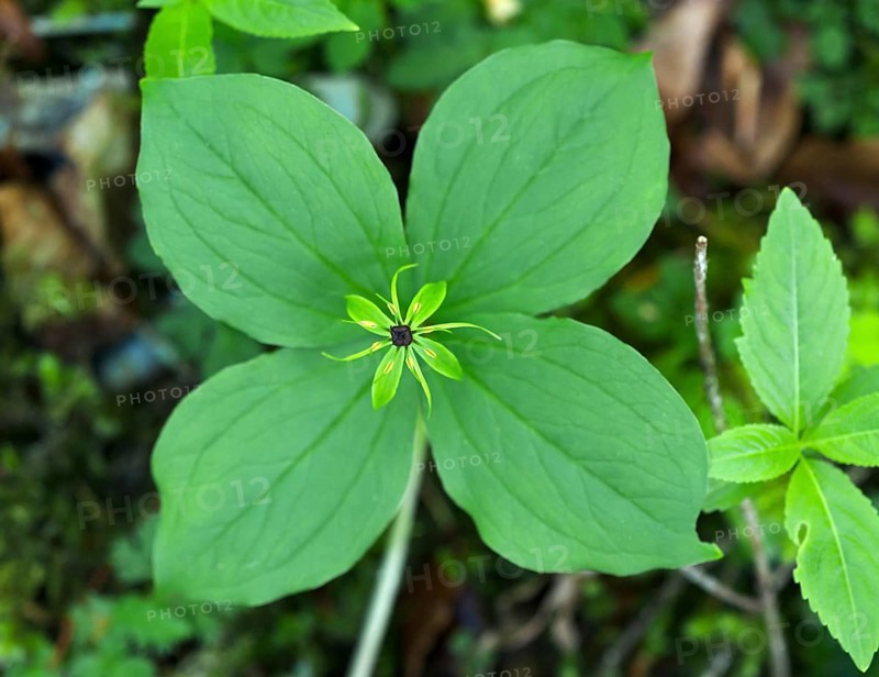 Herb Paris