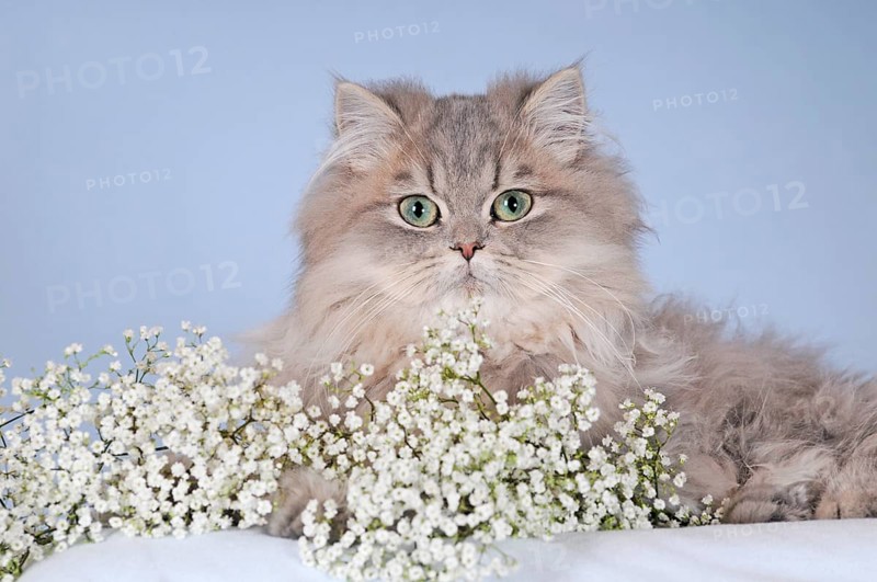 Persian