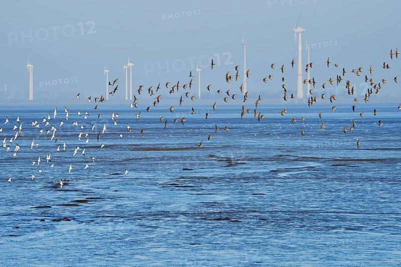 Flock of birds above the North Sea