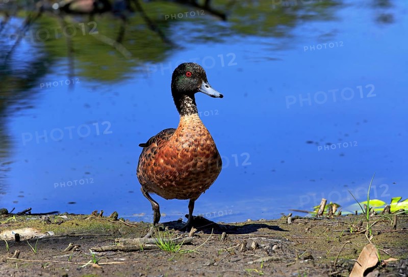 Chestnut-breasted teal