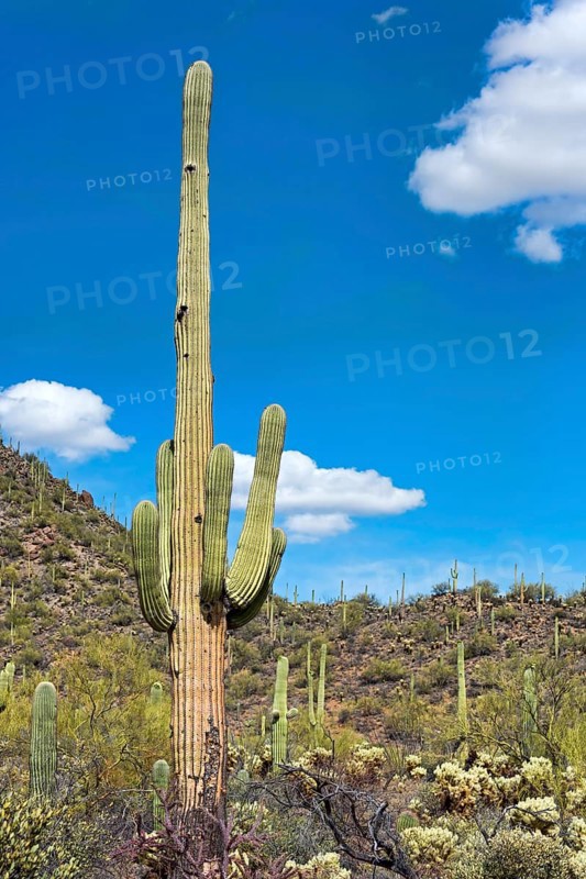 Saguaro