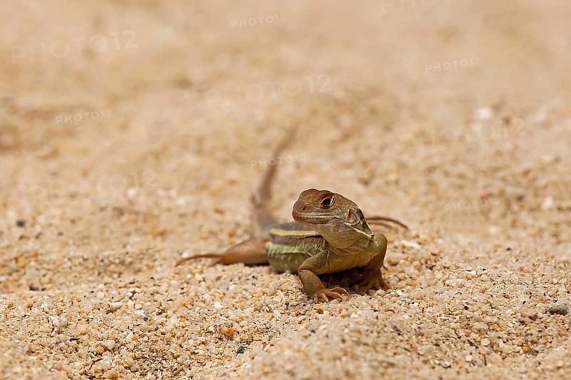 Common butterfly lizard