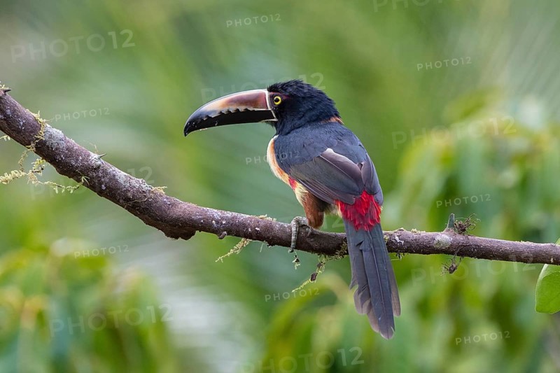 Collared aracari