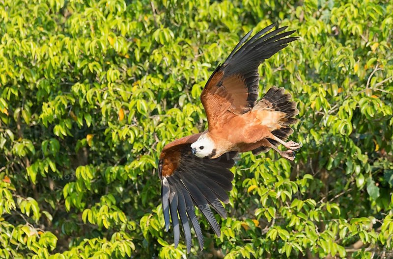 Black-collared Hawk