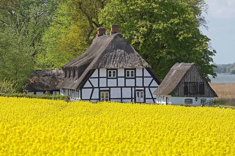 Half-timbered house with thatched roofs next to rape field