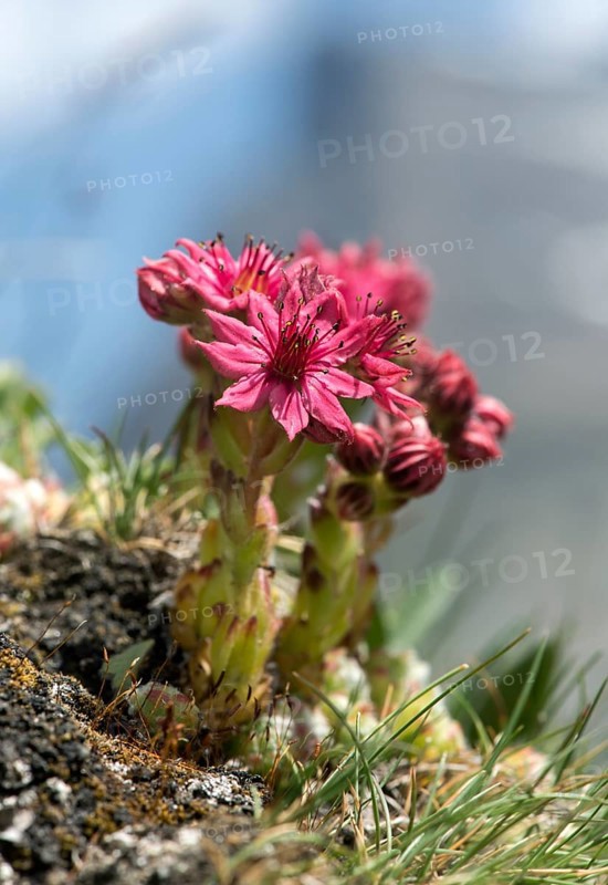 Cobweb houseleek