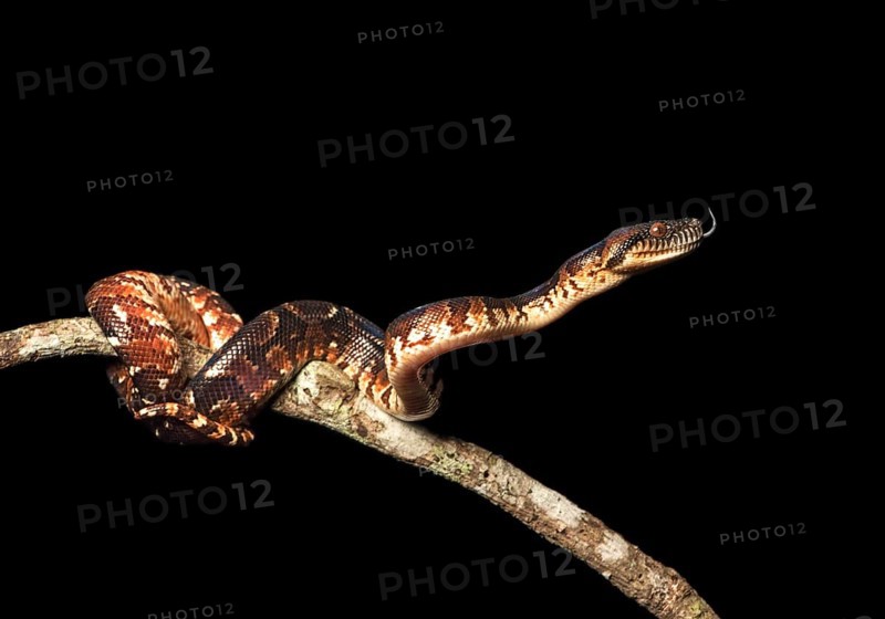 Malagasy Tree Boa