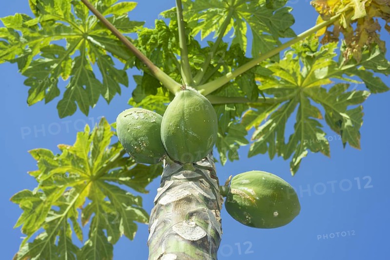 Fruits Papayas