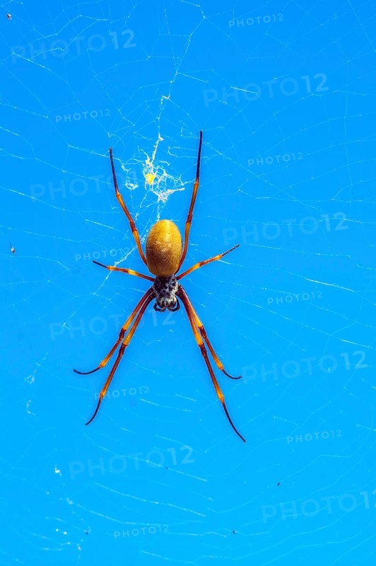 Nephilid