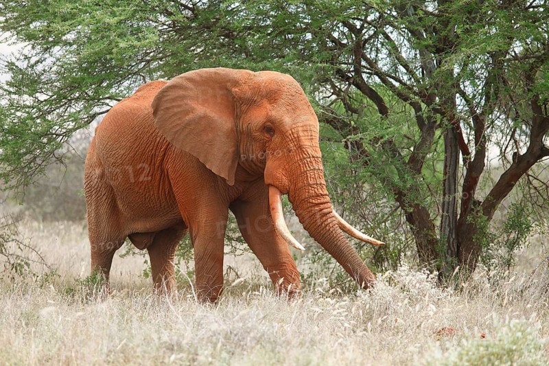 African bush elephant