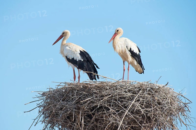 White Storks