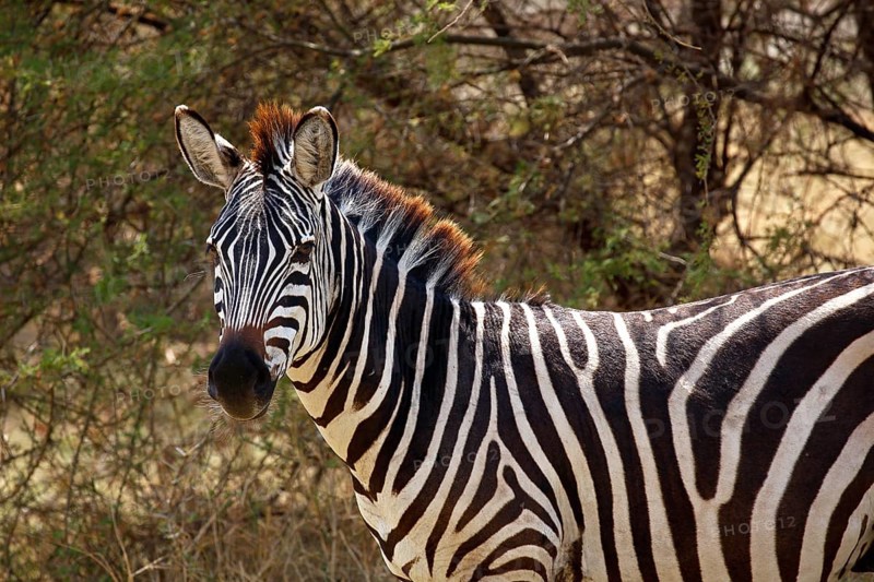 Plains zebra