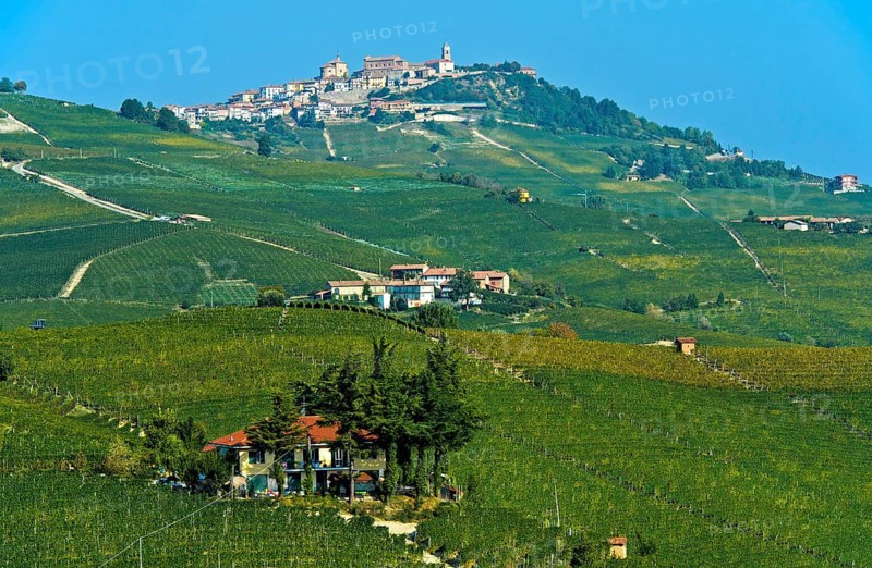 View of vineyards in La Morra