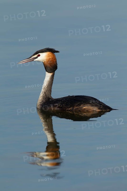 Great crested grebe