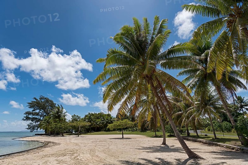 Palm trees on the beach in front of Marae Taputapuatea