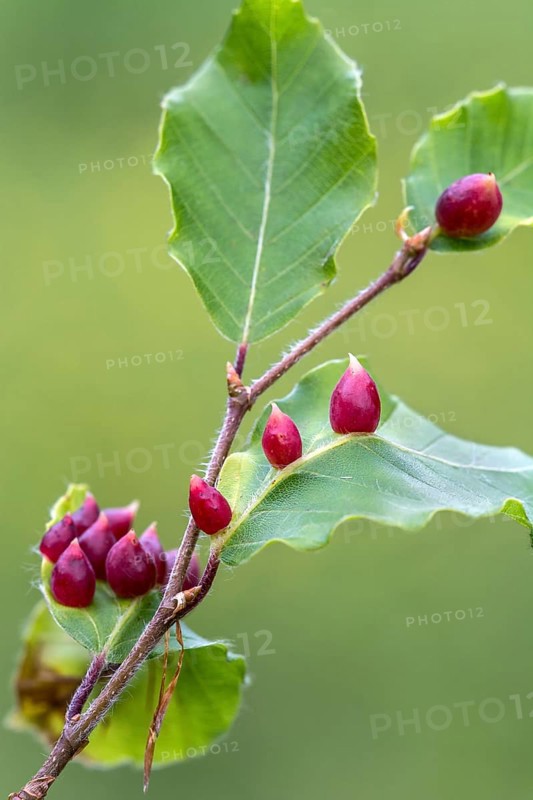 Beech gall of the beech gall midge