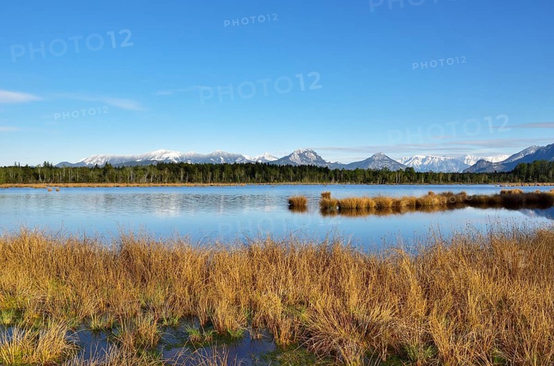 Wet peat ditch with flowering common club-rush