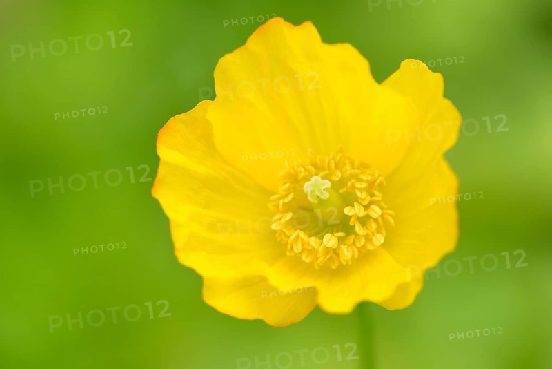 Iceland poppy