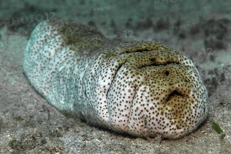 Elephant Trunkfish