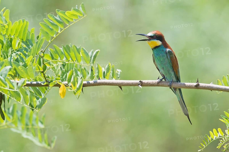 European bee-eater