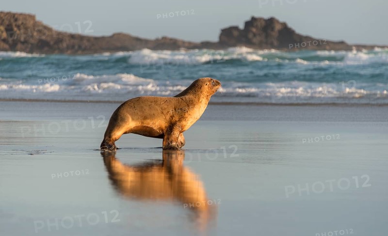 New Zealand Sea Lion