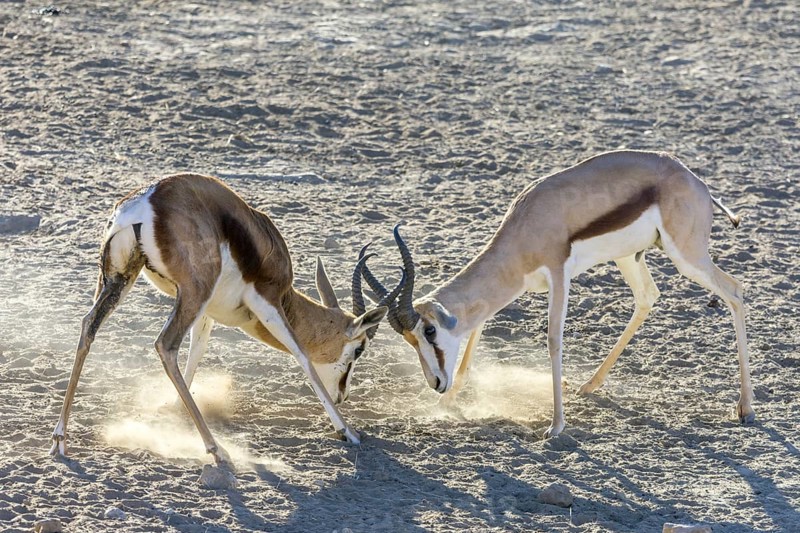 Playful fight between young impalas