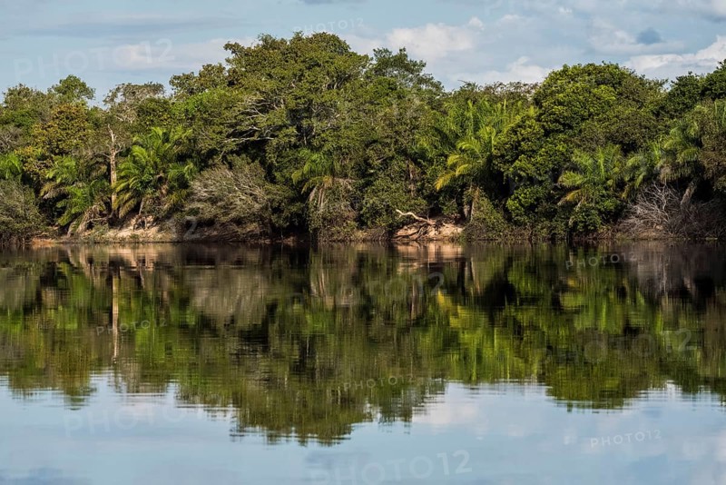 River landscape with dense vegetation at Rio Negro