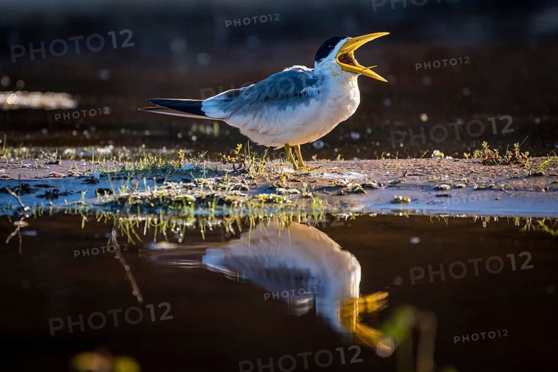 Large-billed tern