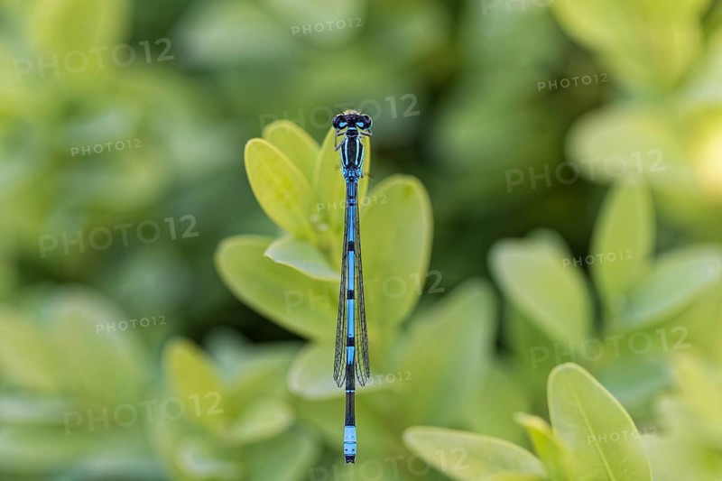 Azure damselfly