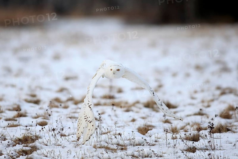 Snowy Owl