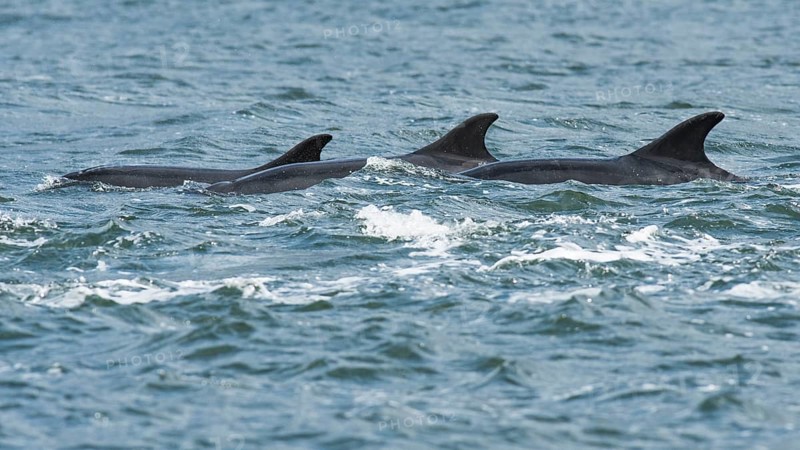 Bottlenose dolphins