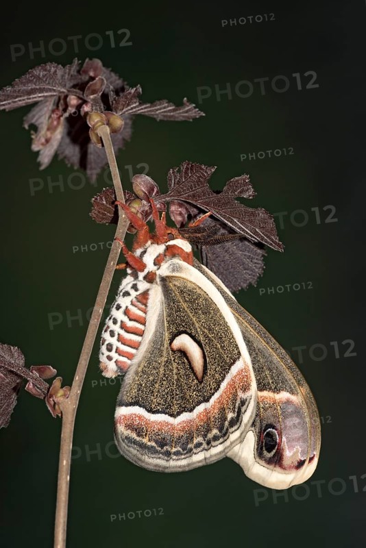 Glover's silkmoth