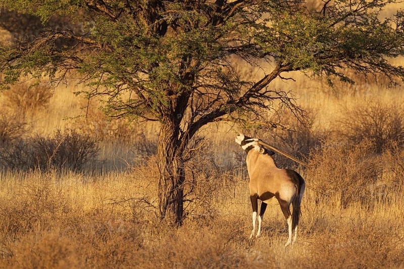 Gemsbok
