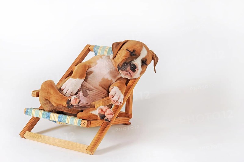 American Staffordshire Terrier