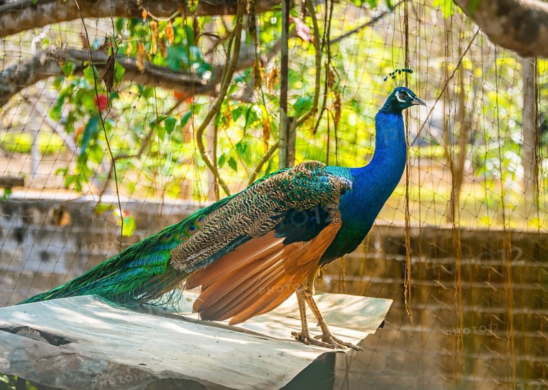 Blue Peacock