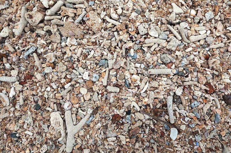 Pieces of coral and shells on beach