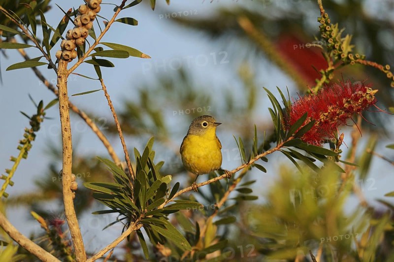 Nashville Warbler