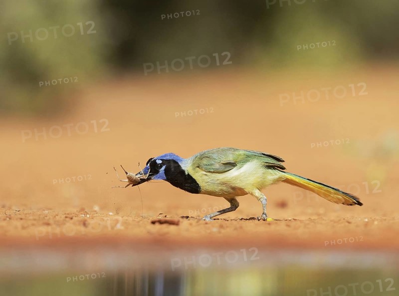 Green Jay