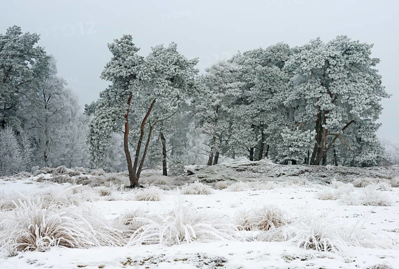 Pine trees