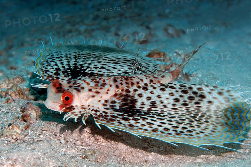 Flying Gurnard
