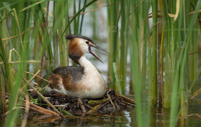 Great crested grebe