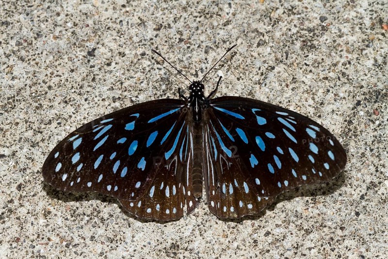Blue glassy tiger