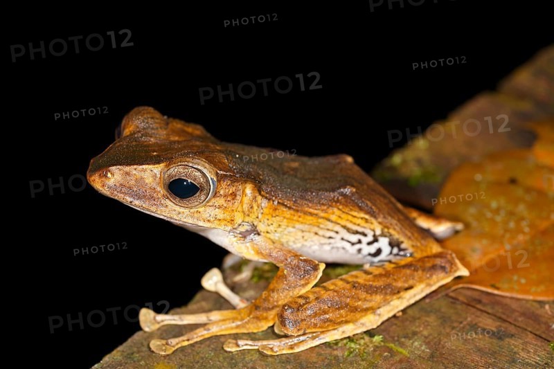 Borneo Eared Frog