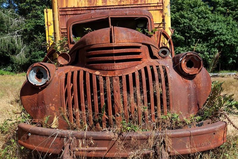 Plants growing out of vintage truck