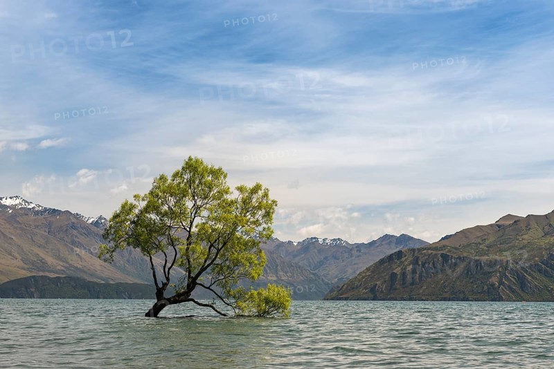 Single tree standing in the water